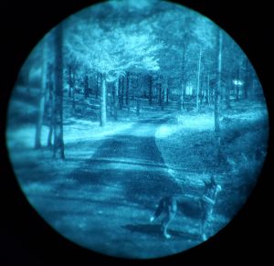 Dog walking with Night Vision On